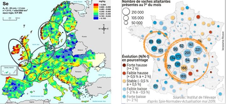 Cartes sur la répartition des vaches allaitantes et des terres pauvres en sélénium organique.