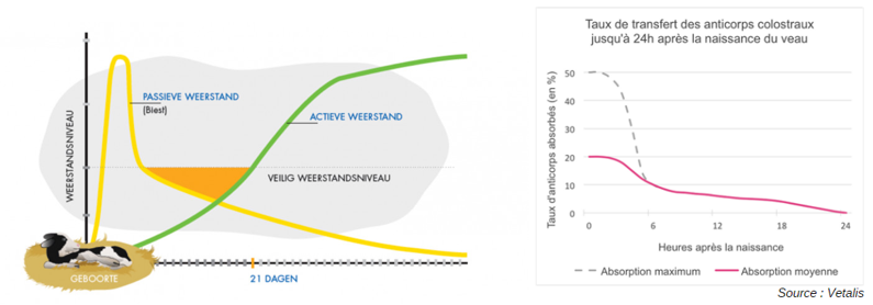 Meilleure qualité du colostrum